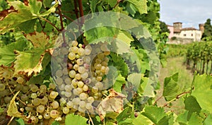 Ripe Ribolla Gialla grape hanging on vine in autumn. photo