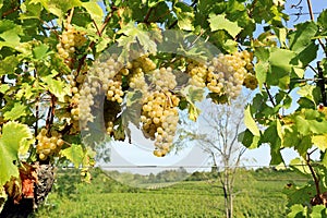 Ripe Ribolla Gialla grape just before the harvest. photo