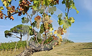 Ripe Ribolla Gialla vine on vine at the edge of vineyard photo