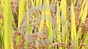 ripe rice ear of rice paddies in the harvest season of harvest