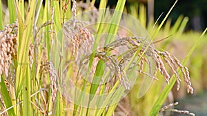 ripe rice ear of rice paddies in the harvest season of harvest