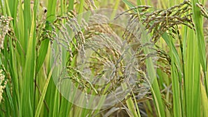 ripe rice ear of rice paddies in the harvest season of harvest