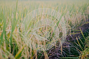 Ripe rice field, the atmosphere of rice fields and sky landscape on the farm