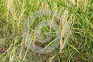 Ripe rice field on nature background