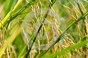 Ripe rice field on nature background