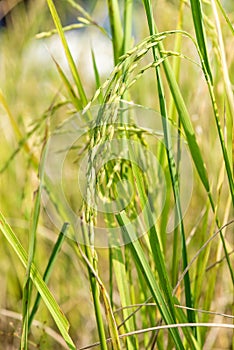 Ripe rice field on nature background