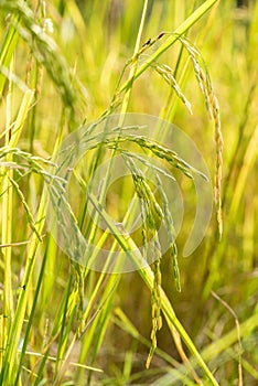 Ripe rice field on nature background