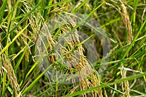 Ripe rice field on nature background