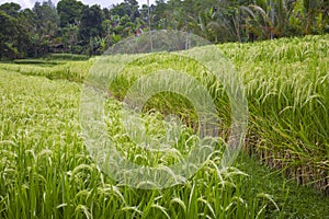 Ripe rice fields