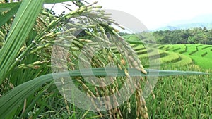 Ripe rice fields in mountainous Vietnam