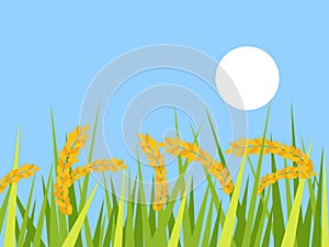 Ripe rice paddy field with sunrise vector photo