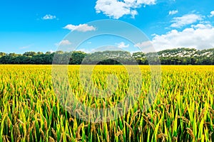 Ripe rice in rural farmland