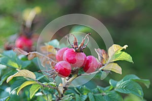 Ripe rose hips on a branch. Autumn harvest.