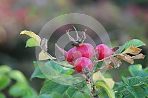 Ripe rose hips on a branch. Autumn harvest.