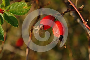 Ripe rose hips on the bush, close-up, selective focus, copy space for text. Orange berries of wild dog rose