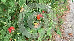 Ripe rose hips on camera in motion