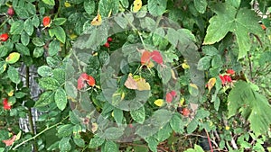 Ripe rose hips on camera in motion