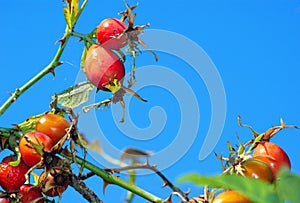 Ripe rosehip berries. red rosehip berries on a background of blue sky. dog-rose. cold and flu remedy