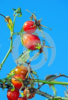 Ripe rosehip berries. red rosehip berries on a background of blue sky. dog-rose. cold and flu remedy