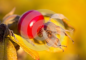 Ripe rosehip, selective focus