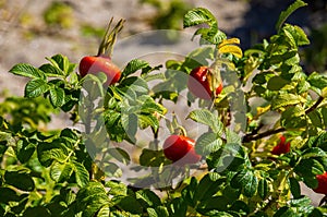 Ripe Rosehips On A Bush