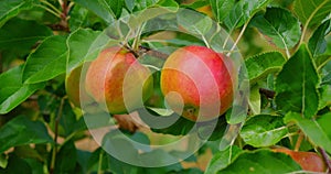 Ripe rosy apples on a branch among the vivid green foliage. Autumn harvest. Ruddy fresh juicy sour eco vegan food on