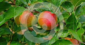 Ripe rosy apples on a branch among the vivid green foliage. Autumn harvest. Ruddy fresh juicy sour eco vegan food on