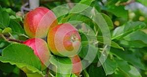 Ripe rosy apples on a branch among the vivid green foliage. Autumn harvest. Ruddy fresh juicy sour eco vegan food on