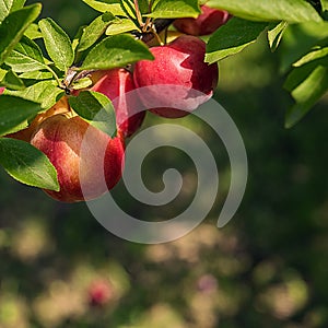 Ripe round plums on tree branch