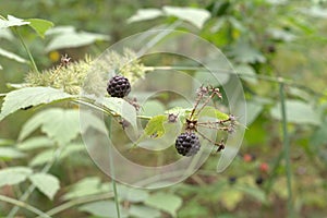 Ripe round-shaped black fruits of the blackberry shrub