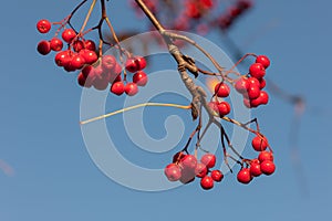 Ripe rowan against the sky