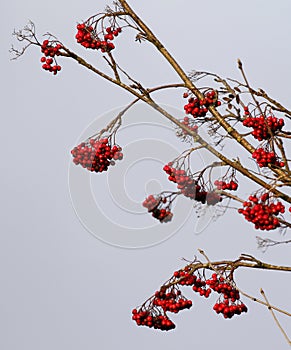 Ripe rowan berries against sky.