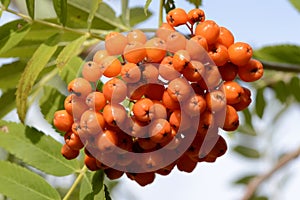 Ripe rowan berries on a branch