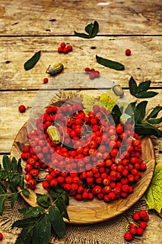 Ripe rowan berries and cherry plum fruits on round plate