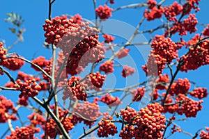 Ripe rowan berries on the tree against the sky