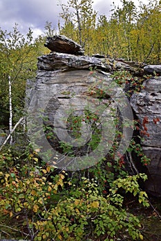 Ripe rowan fruits among the rocks of the Kamenny Gorod tract Gremyachinsky district, Perm Territory