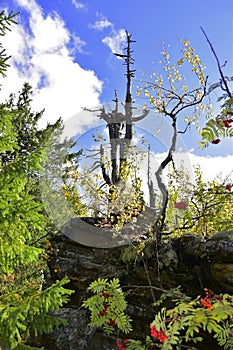 Ripe rowan fruits among the rocks of the Kamenny Gorod tract Gremyachinsky district, Perm Territory