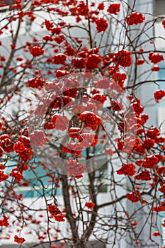 Ripe rowan near the sanatorium Russia in Belokurikha, Altai, Russia