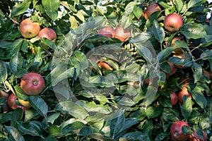 Ripe Royal Gala apples on an apple tree at Serbia apple orchard before picking season