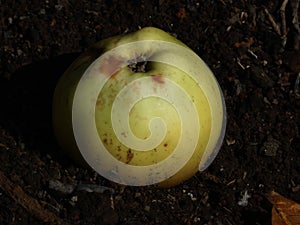 Single Fallen Apple on Dark Ground