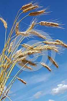 Ripe rye-corn