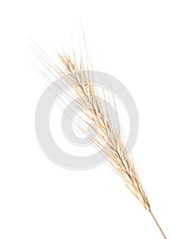 Ripe rye ear isolated on white