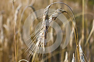 Ripe rye ears field. Harvesting