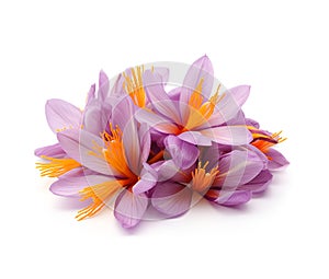 Ripe saffron flowers