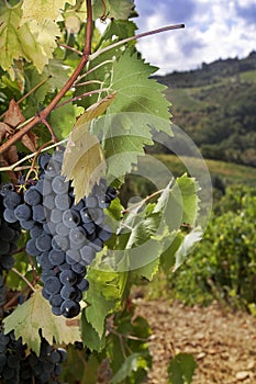 Ripe Sangiovese grapes, Chianti, Tuscany photo