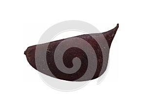 Ripe sappanwood pod with white background