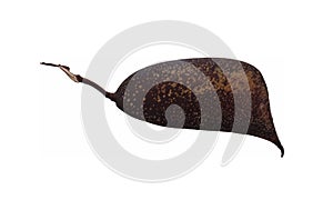 Ripe sappanwood pod with white background