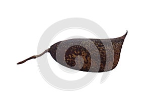 Ripe sappanwood pod with white background