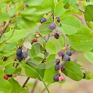 Ripe Saskatoon Berries Amelanchier alnifolia