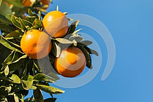 Ripe satsumas on tree against blue sky